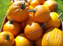 pumpkins