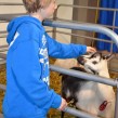 Jordan Dreise met a goat at last year’s festival.