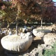 Pin Oaks. Photo from PAO Horticulture's blog that tracks the replanting of trees in Goderich's Court House Park.