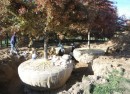 Pin Oaks. Photo from PAO Horticulture's blog that tracks the replanting of trees in Goderich's Court House Park.