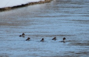 Local photographer Bonnie Sitter captured this image during a recent cross-country outing. See more of her photography at the South Huron Welcome Centre/Gallery in Exeter.