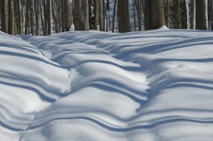 Local photographer Bonnie Sitter captured this image during a recent cross-country outing. See more of her photography at the South Huron Welcome Centre/Gallery in Exeter. 